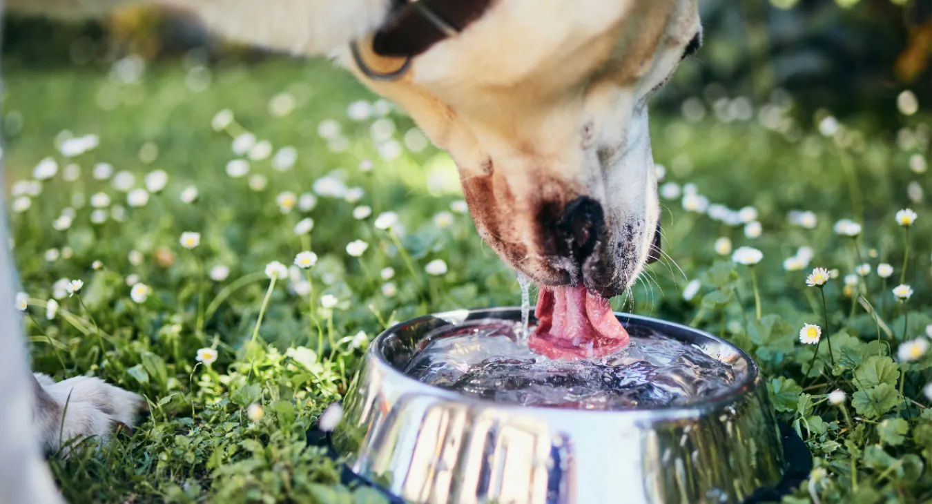How to Measure Your Dog s Water Intake A Key Indicator of Health Companion Animal Veterinary Hospital